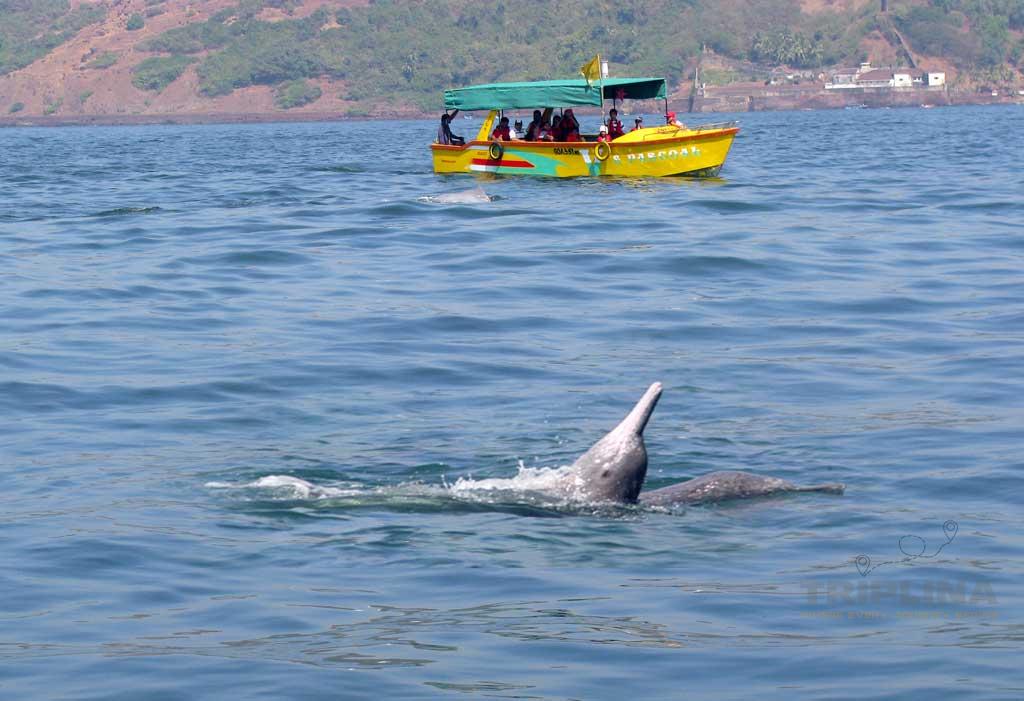 Dolphin Safari Boat Tour Package